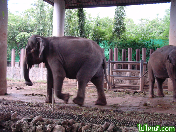 ช้างเอเชีย